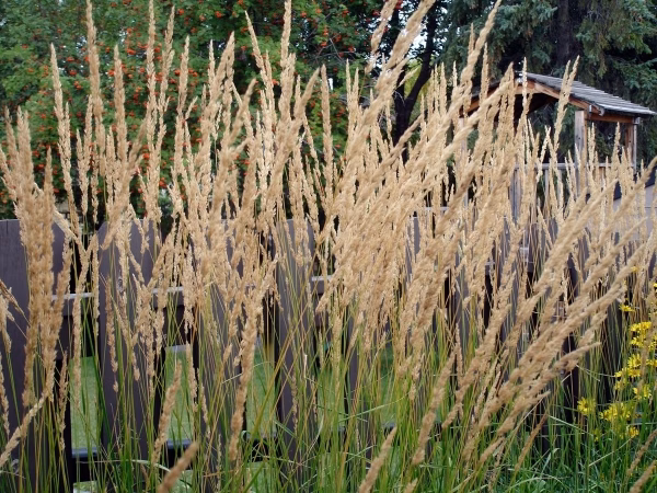Feather Reed Grass