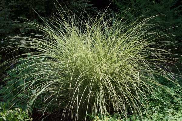 Maiden Grass