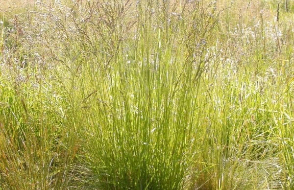 Meadow Fescue