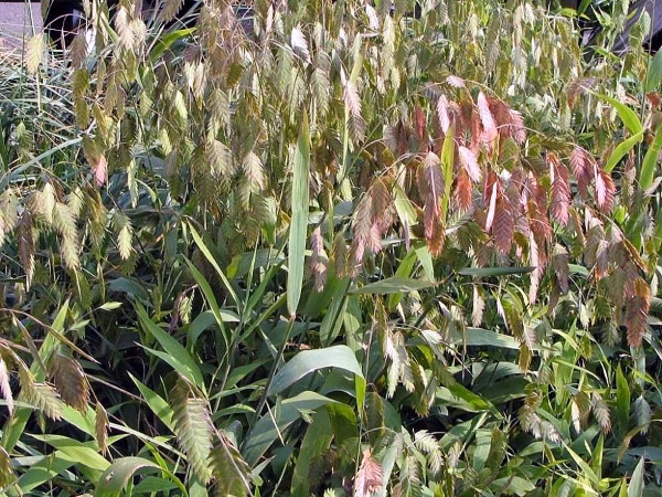 Northern Sea Oats